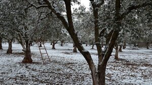  Δηλώσεις ζημιών από τον πρόσφατο χιονιά στον ΕΛΓΑ