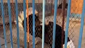 Στρουθοκάμηλος χορεύει υπό τη μελωδία μίας φυσαρμόνικας