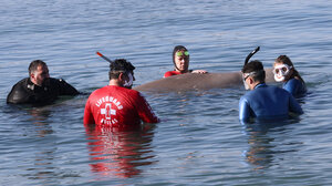 Καταδύθηκε στον Σαρωνικό κόλπο η μικρή φάλαινα - Σε ετοιμότητα οι ειδικοί 