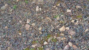 Η κακοκαιρία "ράβδισε" τις ελιές - Ως και 70% η ζημιά