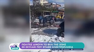 Πολίτες δίνουν το φιλί της ζωής σε σκυλάκι που έπαθε ηλεκτροπληξία