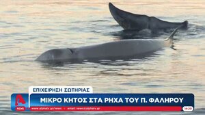 Επιχείρηση σωτηρίας για μικρό κήτος, στα ρηχά του Π. Φαλήρου
