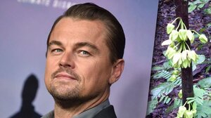 Λεονάρντο Ντι Κάπριο: Ο λόγος που συνεχάρη την κυβέρνηση Μητσοτάκη