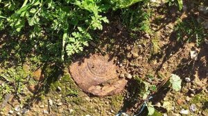 Έκανε βόλτα τον σκύλο και βρήκε οβίδα του Β’ Παγκοσμίου πολέμου