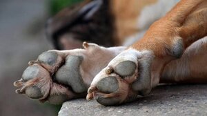 Παράδοση ή έγκλημα;