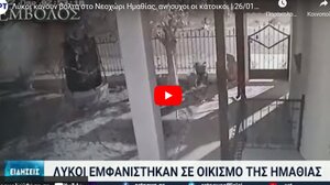 Ανησυχία στο Νεοχώρι Ημαθίας – Λύκοι έξω από τα σπίτια