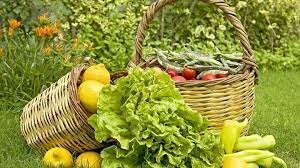 Ξεκινά η υποβολή αιτήσεων για το μέτρο "Βιολογική Γεωργία"