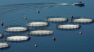 Στις 4-5 Δεκεμβρίου στο Ηράκλειο, το 2ο Περιφερειακό Συνέδριο Μεσογειακής Υδατοκαλλιέργειας