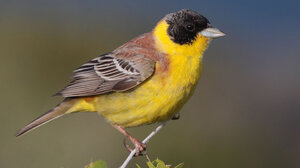 Δεκάδες άγρια πτηνά πωλούνταν παράνομα στο Σχιστό 