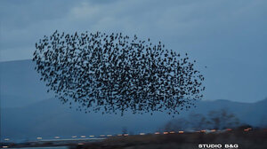 Μαγευτικές εικόνες από χιλιάδες ψαρόνια στον χειμωνιάτικο ουρανό του Ναυπλίου 