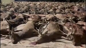 Έσφαξαν 450 ελάφια και αγριογούρουνα σε ιδιωτικό κτήμα