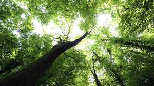 Ισπανός καταδικάστηκε σε 18 μήνες φυλάκιση για κοπή και κλοπή εκατοντάδων δέντρων