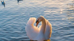 Αρσενικός κύκνος θρηνεί το ταίρι του, έξω από κέντρο περίθαλψης στην Καστοριά