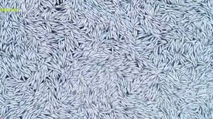 Γαλλία: 100.000 νεκρά ψάρια στην επιφάνεια της θάλασσας