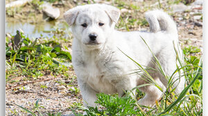 Το σκυλάκι εξαφανίστηκε από τους οικίσκους του Αρκαλοχωρίου