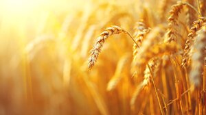 Η Ουκρανία ξεκινά την εαρινή σπορά του 2022 τις επόμενες ημέρες