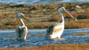 Κοζάνη: Περιστατικό γρίπης των πτηνών σε αργυροπελεκάνο