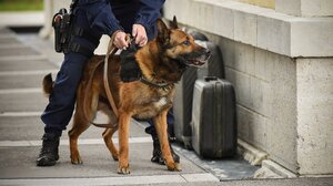 Ο εκπαιδευμένος σκύλος βρήκε τα ναρκωτικά στην αποσκευή