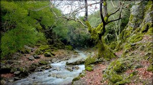 Το μήνυμα της Μαρίας Κοζυράκη για την Παγκόσμια Ημέρα Δασοπονίας