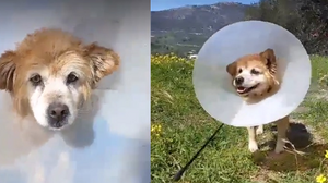 Χάθηκε η Λιλίκα! Μπορείτε να βοηθήσετε;