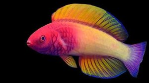 Ανακαλύφθηκε ψάρι… ουράνιο τόξο