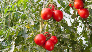 Κηπευτικά: Πτωτικά οι τιμές, αλλά αυξημένη παραγωγή