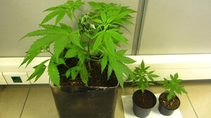 Αντί για λουλούδια είχε στις γλάστρες χασίς 