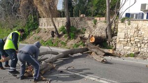 Για κλάσματα δευτερολέπτου γλίτωσε οδηγός από το πεσμένο δέντρο!