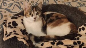 Χάθηκε στο αεροδρόμιο η γατούλα Μίο 