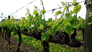 Στη Βουλή οι ζημιές στα αμπέλια από τις πρόσφατες βροχές