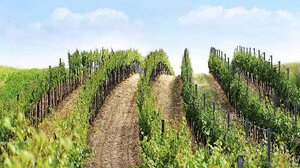 Αιτήσεις για το πρόγραμμα Αναδιάρθρωσης και Μετατροπής Αμπελώνων