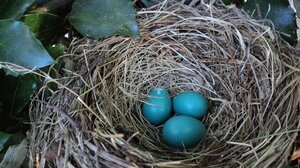 Τα πουλιά γεννούν νωρίτερα τα αυγά τους, εξαιτίας της κλιματικής κρίσης