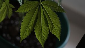 Τα δεντρύλλια κάνναβης τους.. φόρεσαν χειροπέδες