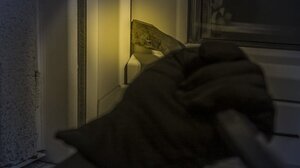  Διαρρήκτης κατηγορείται ότι κακοποίησε σκύλο