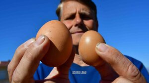 Κότα έκανε τεράστιο αυγό!