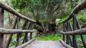 Πήγαν να κάψουν το δάσος της Άρβης - Βρέθηκε εμπρηστικός μηχανισμός