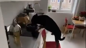 Τι κάνει ένας σκύλος... όταν μένει μόνος του στο σπίτι!