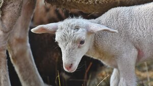 Της πέρασαν χειροπέδες ενώ έσφαζε αρνί