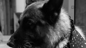 Δικογραφία σε δύο άτομα για τη θανάτωση του «Μπλε»