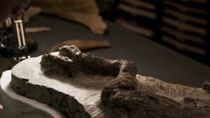 Ανακαλύφθηκε απολίθωμα δεινοσαύρου που συνδέεται με φονικό αστεροειδή