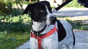 Ζώα συντροφιάς σε αρχαιολογικούς χώρους - Που θα επιτρέπεται και που όχι