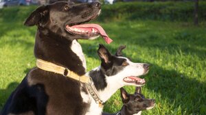 Έριξαν φόλα στην αυλή της για να θανατώσουν τα σκυλιά που φρόντιζε!