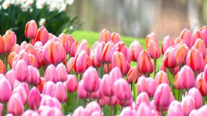 Άνοιξη στην Ευρώπη: Πέντε πόλεις με τα πιο υπέροχα λουλούδια!