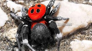 Εντοπίστηκε σπάνιο είδος αράχνης στο Ναύπλιο