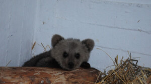Στην "αγκαλιά" του Αρκτούρου μικροσκοπικό αρκουδάκι