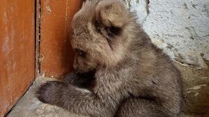 ΥΠΕΝ: Διερεύνηση των περιστατικών θανάτωσης τριών αρκούδων στη Φλώρινα