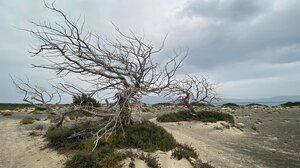 Προσπάθεια να αποτραπεί η καταστροφή του οικοσυστήματος στη νήσο Χρυσή