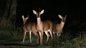 Αναστάτωση στη Ρόδο για το κυνήγι ελαφιών