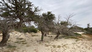 Stop στη μαζική αποβίβαση επισκεπτών στη Χρυσή - Επιτρέπεται η χρήση των παραλιών