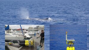 Αγαθοί γίγαντες που χρήζουν προστασίας: το ΙΤΕ υψώνει ασπίδα για τους φυσητήρες!